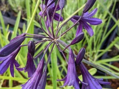 Agapanthus 'Indigo Dreams'