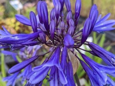 Agapanthus 'Midnight Blue'