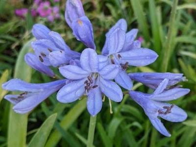 Agapanthus 'Peter Pan'