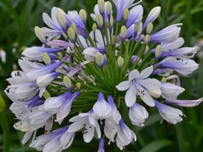 Agapanthus 'Twister'