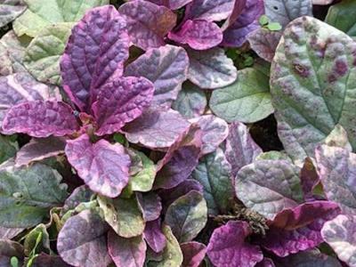 Ajuga reptans 'Burgundy Glow'