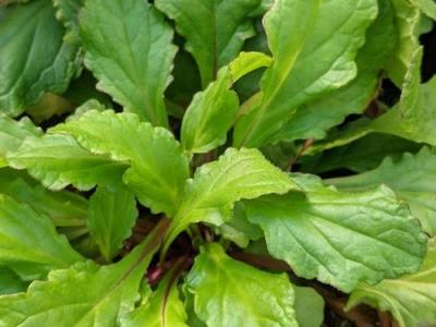 Ajuga reptans