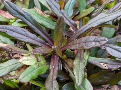 Ajuga tenorii 'Valfredda'(Chocolate Chip)