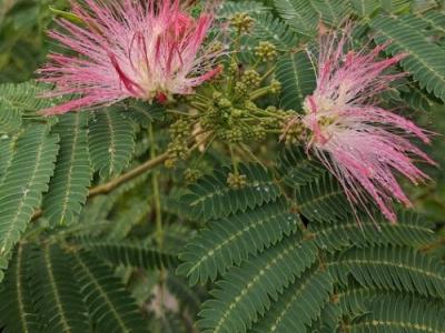 Albizia julibrissin