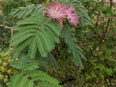 Albizia julibrissin 'E.H. Wilson' (rosea)