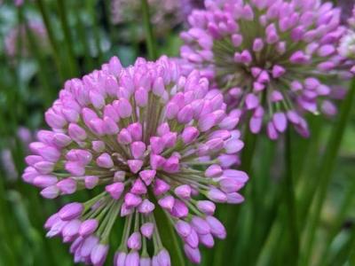 Allium 'Millenium'