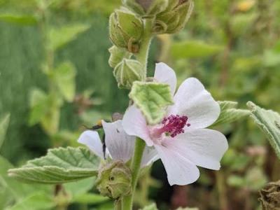 Althaea officinalis heemst