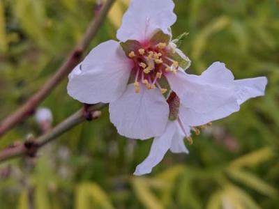 AMANDEL Prunus dulcis 'Robijn'