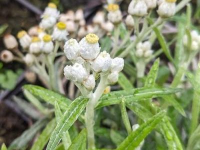 Anaphalis margaritacea 'Neuschnee'