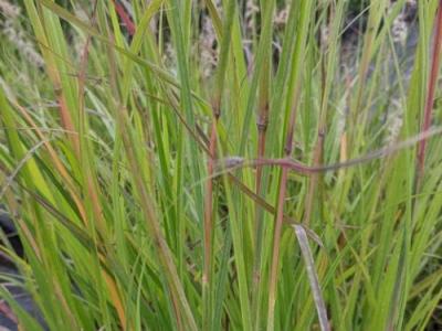 Andropogon gerardii