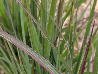 Andropogon gerardii 'Red Oktober'