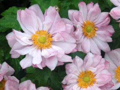 Anemone 'Mont Rose'