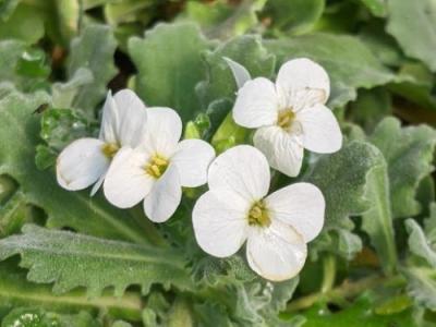 Arabis caucasica 'Snowcap'