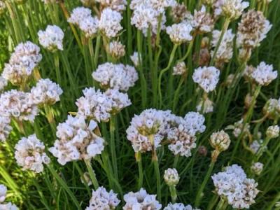 Armeria maritima 'Alba'