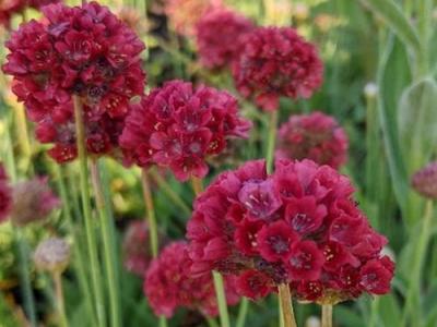 Armeria pseudoarmeria 'Ballerina Red'