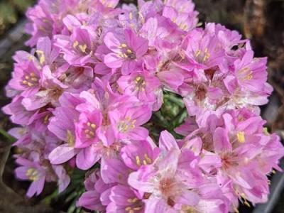 Armeria juniperifolia 'New Zealand'