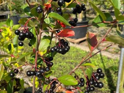 Aronia melanocarpa