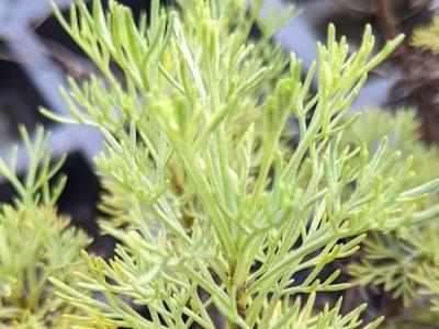 Artemisia abrotanum CITROENKRUID