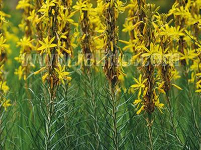 Asphodeline lutea