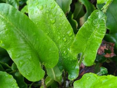 Asplenium scolopendrium (Phyllitis)