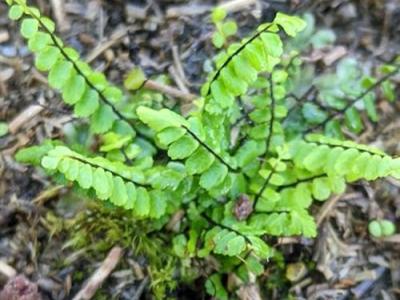 Asplenium trichomanes