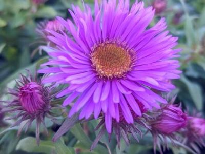 Aster n-a. Purple Dome'