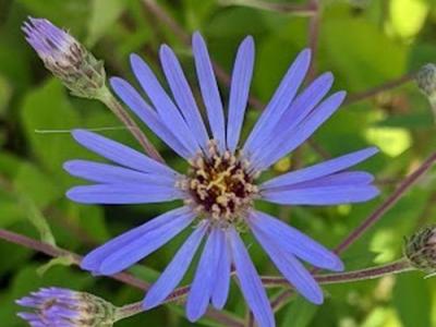 Aster macrophyllus 'Twilight'