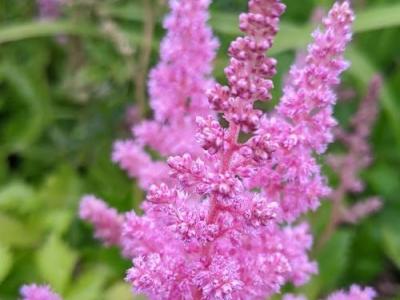 Astilbe chinensis 'Vision in Pink' PBR