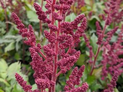 Astilbe chinensis 'Visions in Red' PBR