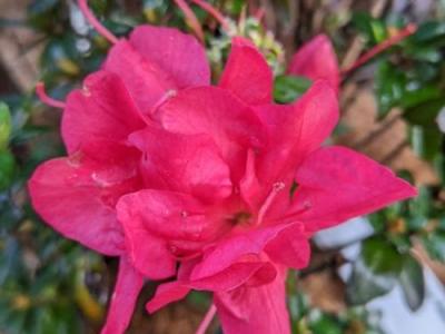 Azalea japonica  'Little Red'
