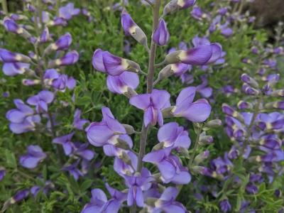 Baptisia australis 'Minor'