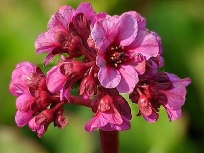 Bergenia cordifolia 'Rotblum'