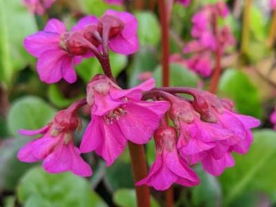 Bergenia cordifolia 'Eroica' (Ouverture)