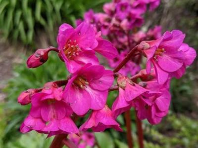 Bergenia 'Flirt'®