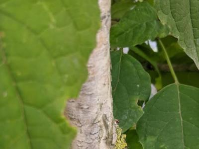 Betula utilis 'Doorenbos' (jacquemontii)