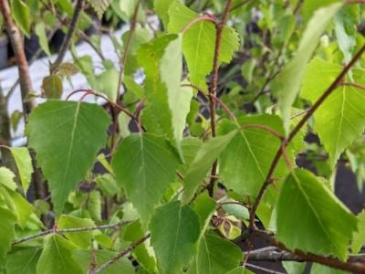 Betula utilis