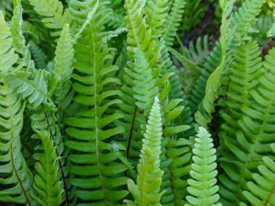 Blechnum spicant