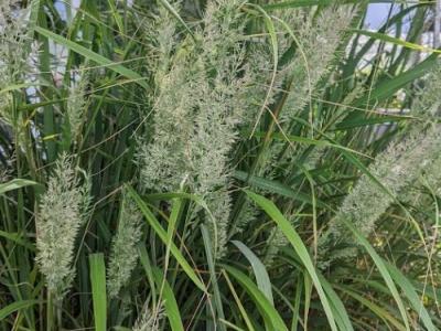 Calamagrostis  brachytricha (Stipa)