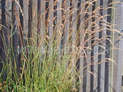 Calamagrostis canadensis