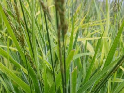 Calamagrostis  x Cheju-Do