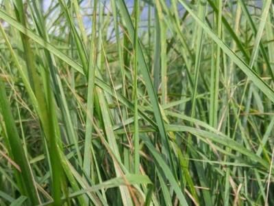 Calamagrostis x acu. 'Karl Foerster'