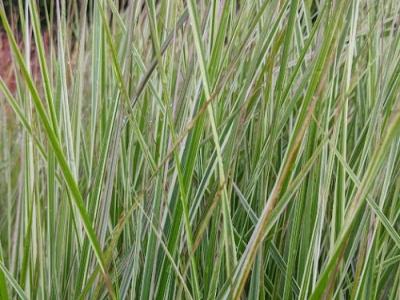 Calamagrostis x acu. 'Overdam'