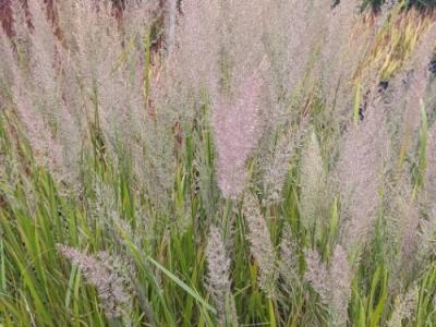 Calamagrostis  varia