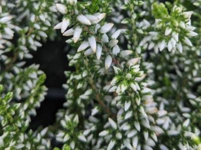 Calluna vulgaris 'Alicia' ®