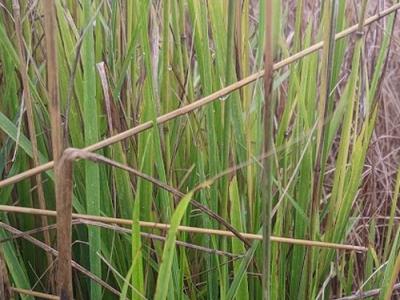 Calamagrostis x acu. 'Waldenbuch'