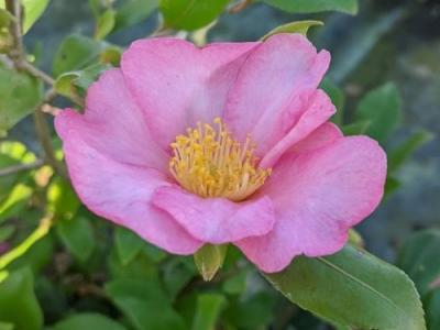 Camellia sasanqua 'Cleopatra'