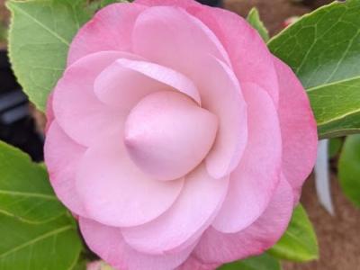 Camellia japonica  'Desire'