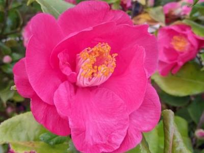 Camellia will. 'Elegant Beauty'