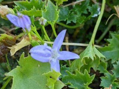 Campanula garganica