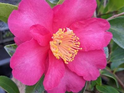 Camellia sasanqua 'Hiryu'